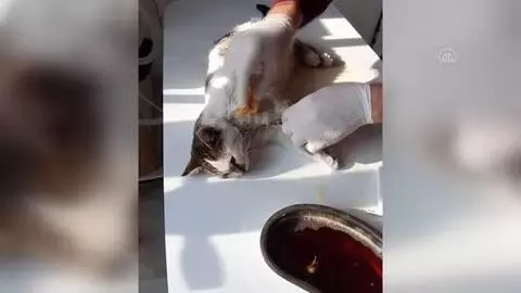 Otomobilin çarptığı kedi tedavi edildi