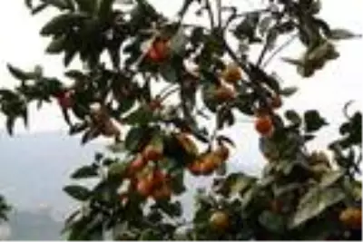 Rize'de mandalina hasadı başladı Rize'de mandalina hasadı başladı