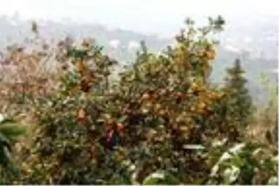 Rize'de mandalina hasadı başladı Rize'de mandalina hasadı başladı