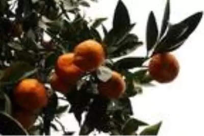 Rize'de mandalina hasadı başladı Rize'de mandalina hasadı başladı