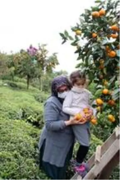 Rize'de mandalina hasadı başladı Rize'de mandalina hasadı başladı