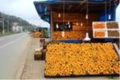 Rize'de mandalina hasadı başladı Rize'de mandalina hasadı başladı