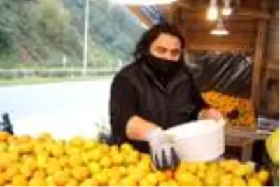 Rize'de mandalina hasadı başladı Rize'de mandalina hasadı başladı