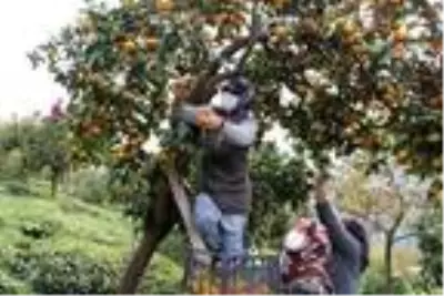 Rize'de mandalina hasadı başladı Rize'de mandalina hasadı başladı