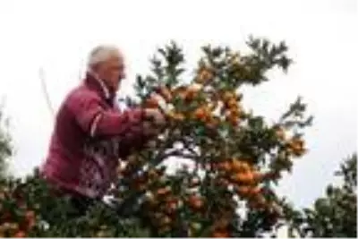 Rize'de mandalina hasadı başladı Rize'de mandalina hasadı başladı