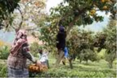 Rize'de mandalina hasadı başladı Rize'de mandalina hasadı başladı