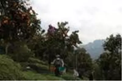 Rize'de mandalina hasadı başladı Rize'de mandalina hasadı başladı