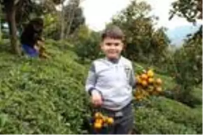 Rize'de mandalina hasadı başladı Rize'de mandalina hasadı başladı