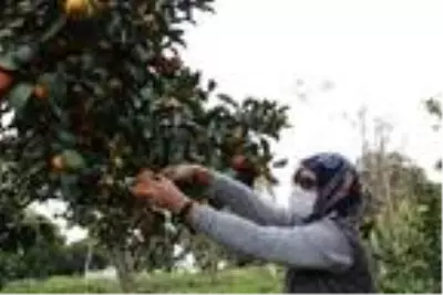 Rize'de mandalina hasadı başladı Rize'de mandalina hasadı başladı