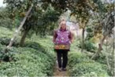 Rize'de mandalina hasadı başladı Rize'de mandalina hasadı başladı