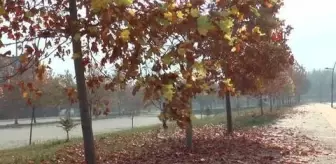 İktisadi Ve İdari Bilimler Fakültesi: Sahipsiz kalan hazan güzelliği görenleri cezbediyor İktisadi Ve İdari Bilimler Fakültesi: Sahipsiz kalan hazan güzelliği görenleri cezbediyor