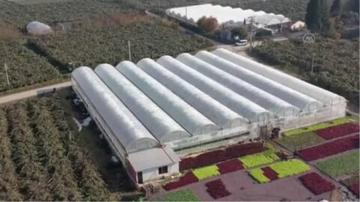 Saksıda yetiştirdiği kıvırcıkları market zincirlerine satıyor