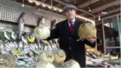 Türkiye Deniz Canlıları Müzesi kurucusu: Bir balon balığı binlerce yumurta yapıyor