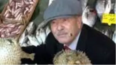 Türkiye Deniz Canlıları Müzesi kurucusu: Bir balon balığı binlerce yumurta yapıyor