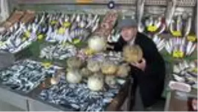 Türkiye Deniz Canlıları Müzesi kurucusu: Bir balon balığı binlerce yumurta yapıyor
