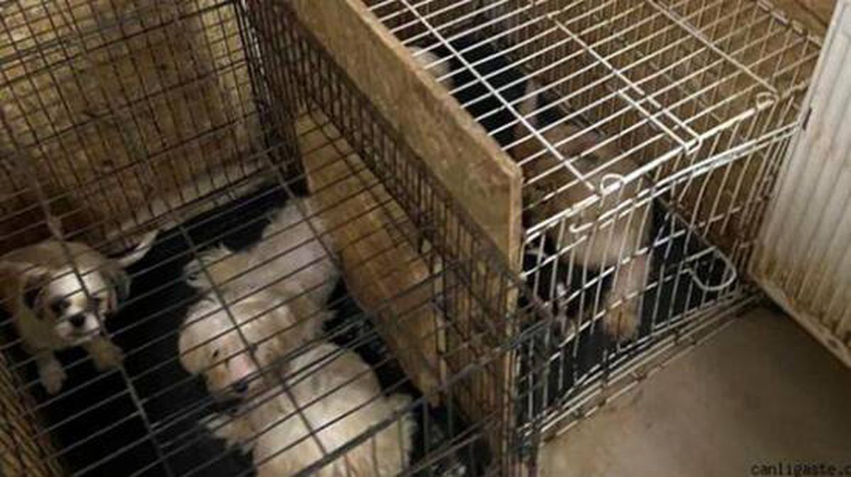 Uygunsuz şartlarda yetiştirilen 68 köpeğe Keçiören Belediyesi sahip çıktı