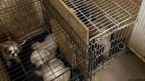 Uygunsuz şartlarda yetiştirilen 68 köpeğe Keçiören Belediyesi sahip çıktı Uygunsuz şartlarda yetiştirilen 68 köpeğe Keçiören Belediyesi sahip çıktı