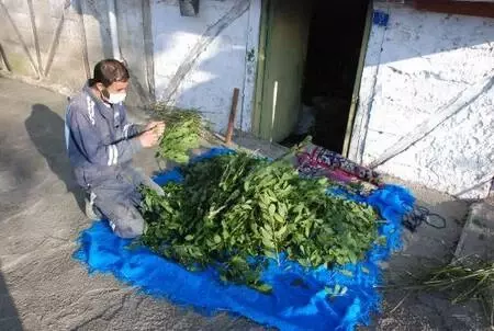 Bartın'ın köyünde hiç koronavirüs vakası görülmedi Bartın'ın köyünde hiç koronavirüs vakası görülmedi