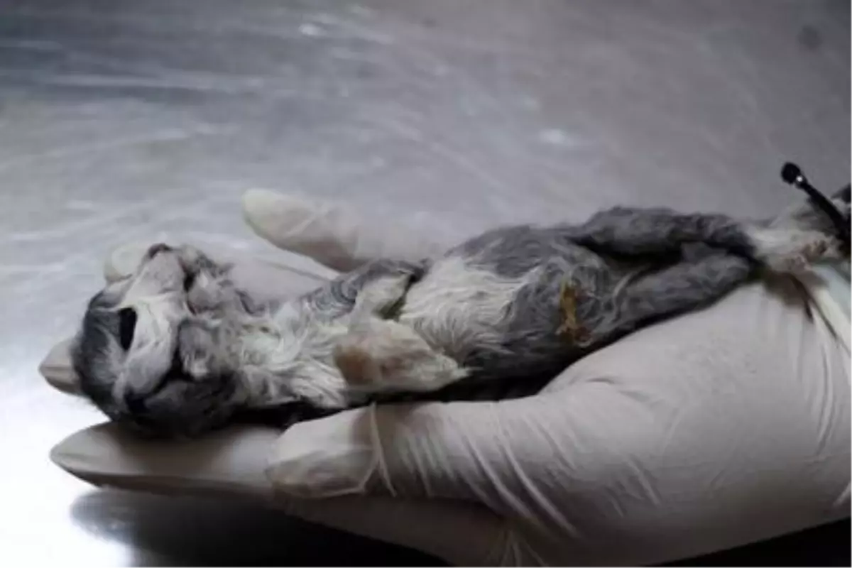 Çift başlı doğan kedi, bir saat yaşayabildi
