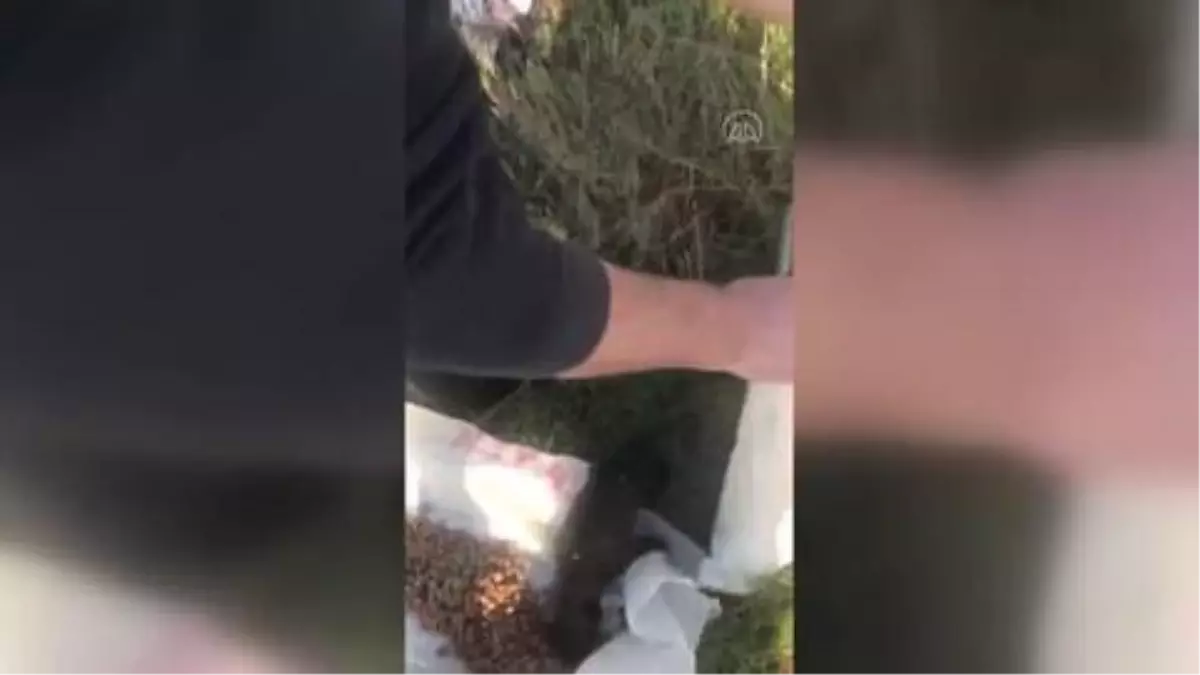 Çuval içerisinde dışarıya atılan 12 köpek yavrusu kurtarıldı