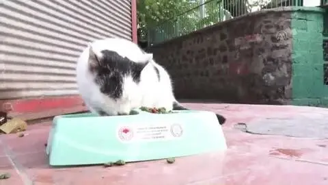 Sokağa çıkma kısıtlamasında sokak hayvanları unutulmadı Sokağa çıkma kısıtlamasında sokak hayvanları unutulmadı