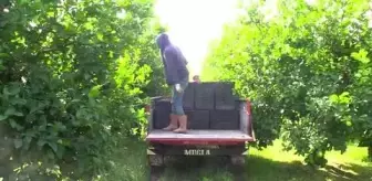 Muğla: 'Ege'nin narenciye bahçesi'nde üreticiler Rusya ve İtalya pazarı için mesai yapıyor Muğla: 'Ege'nin narenciye bahçesi'nde üreticiler Rusya ve İtalya pazarı için mesai yapıyor