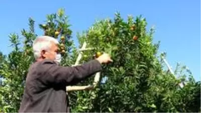 Herkes evinde, narenciye işçileri iş başında Herkes evinde, narenciye işçileri iş başında