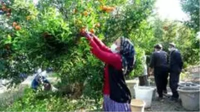 Herkes evinde, narenciye işçileri iş başında Herkes evinde, narenciye işçileri iş başında
