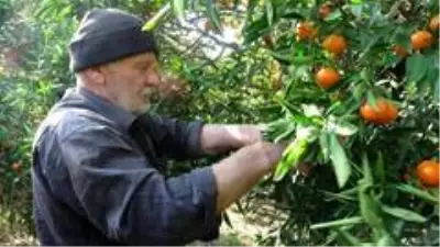 Herkes evinde, narenciye işçileri iş başında Herkes evinde, narenciye işçileri iş başında