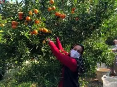 Herkes evinde, narenciye işçileri iş başında Herkes evinde, narenciye işçileri iş başında