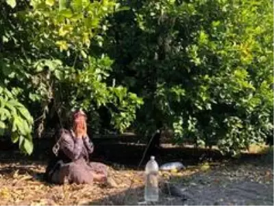 Herkes evinde, narenciye işçileri iş başında Herkes evinde, narenciye işçileri iş başında
