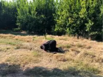 Herkes evinde, narenciye işçileri iş başında Herkes evinde, narenciye işçileri iş başında