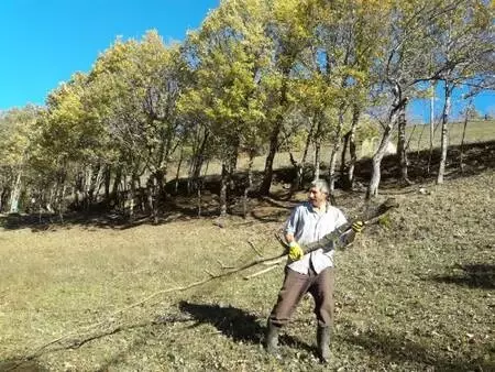 İnci gibi dizdiği odunları gözü gibi koruyor İnci gibi dizdiği odunları gözü gibi koruyor