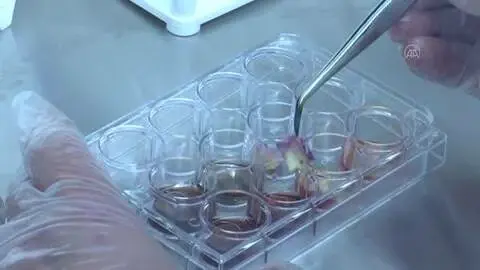 Isparta gülünün posası, yüz maskelerinde kullanılacak kozmetik ham maddeye dönüştü