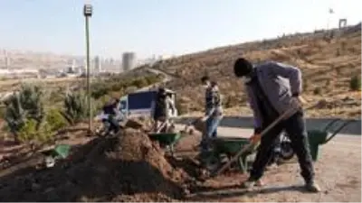 Kartaltepe Mesire Alanı sağlıklı günler için ağaçlandırılıyor Kartaltepe Mesire Alanı sağlıklı günler için ağaçlandırılıyor