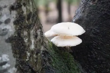 Mantar uzmanı Barutçiyan: Bazı mantarlar son yemeğiniz olabilir Mantar uzmanı Barutçiyan: Bazı mantarlar son yemeğiniz olabilir
