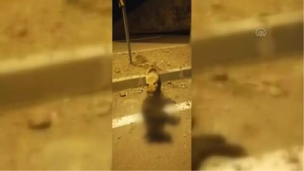 Aç kalan tilki, telef olan yavru köpeği yedi