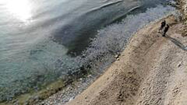 Avcılar sahilde deniz anası istilası! Binlercesi kıyıya vurdu