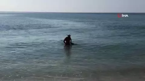 Boş kalan sahillerde definecilerden sonra deniz kabuğu koleksiyoncuları iş başında