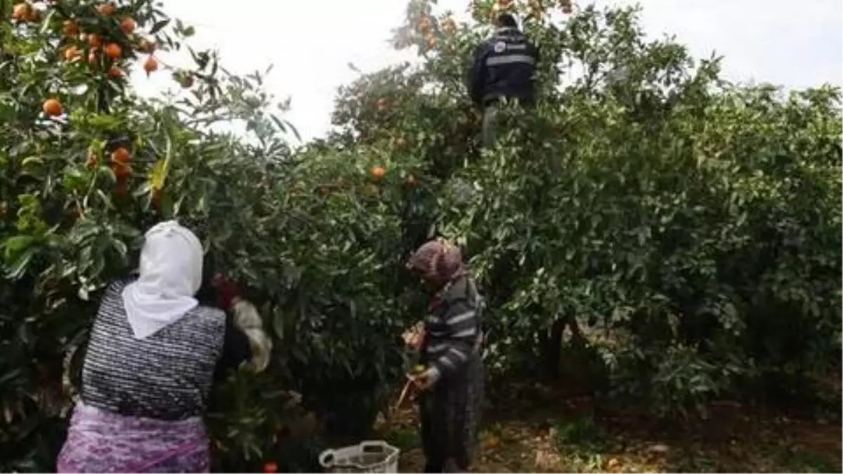 Mandalina hasadı, sokağa çıkma kısıtlamasında da devam etti