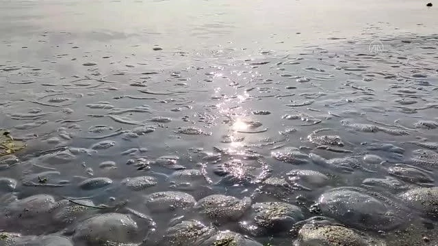 marmara sahillerinde denizanasi yogunlugu haberler