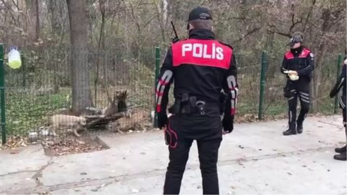 Son dakika haberi: Polisler annesiz köpeklere süt getirdi