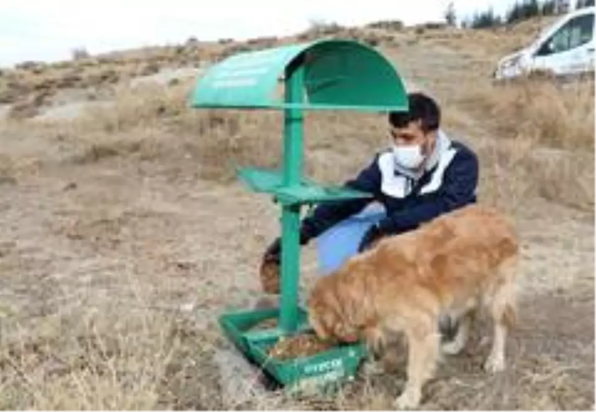 Talas'ta sokak hayvanlarına yardım eli