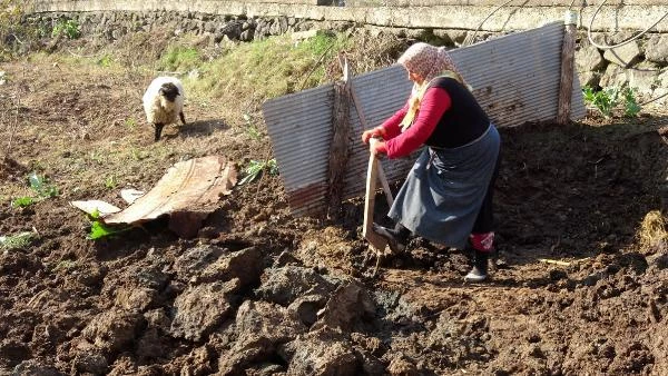 Trabzon'da sokaklar boş, çiftçiler üretimde