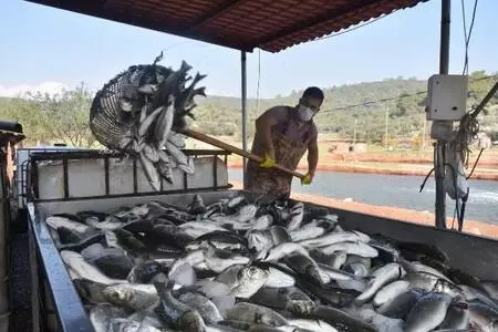 Muğla'nın atıl tarım arazilerine yapılan havuzlarda tonlarca balık üretiliyor Muğla'nın atıl tarım arazilerine yapılan havuzlarda tonlarca balık üretiliyor
