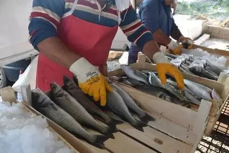 Muğla'nın atıl tarım arazilerine yapılan havuzlarda tonlarca balık üretiliyor Muğla'nın atıl tarım arazilerine yapılan havuzlarda tonlarca balık üretiliyor