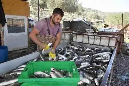 Muğla'nın atıl tarım arazilerine yapılan havuzlarda tonlarca balık üretiliyor Muğla'nın atıl tarım arazilerine yapılan havuzlarda tonlarca balık üretiliyor