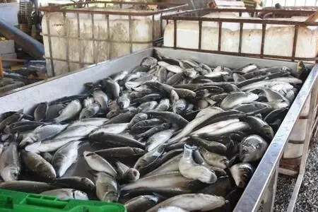 Muğla'nın atıl tarım arazilerine yapılan havuzlarda tonlarca balık üretiliyor Muğla'nın atıl tarım arazilerine yapılan havuzlarda tonlarca balık üretiliyor