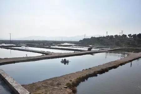Muğla'nın atıl tarım arazilerine yapılan havuzlarda tonlarca balık üretiliyor Muğla'nın atıl tarım arazilerine yapılan havuzlarda tonlarca balık üretiliyor