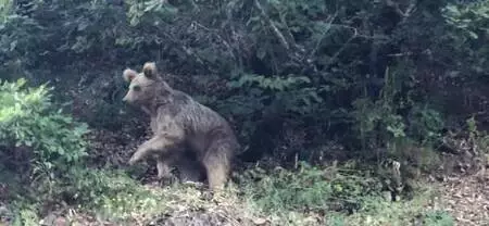 Ayı saldırısından yaralı kurtuldu, koronavirüsü de yendi Ayı saldırısından yaralı kurtuldu, koronavirüsü de yendi